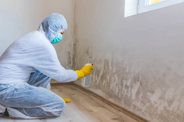 Mold Remediation specialist working in Quincy